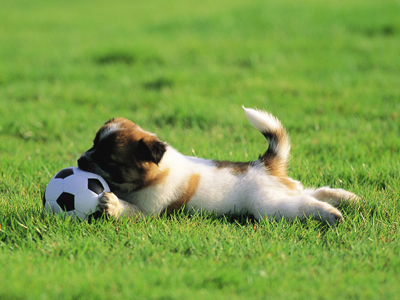 1466658685615110.jpg animal_mx069_pretty_puppies_puppy_garden_adventure_15239_18.jpg
